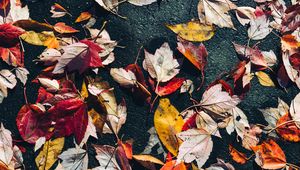 Preview wallpaper fallen leaves, leaves, asphalt, macro, autumn