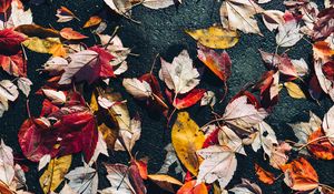 Preview wallpaper fallen leaves, leaves, asphalt, macro, autumn