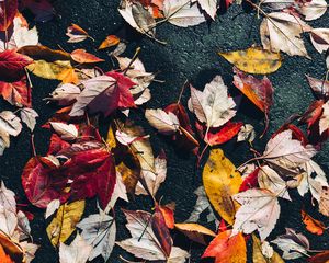 Preview wallpaper fallen leaves, leaves, asphalt, macro, autumn