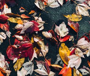 Preview wallpaper fallen leaves, leaves, asphalt, macro, autumn