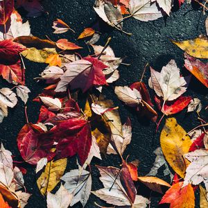 Preview wallpaper fallen leaves, leaves, asphalt, macro, autumn