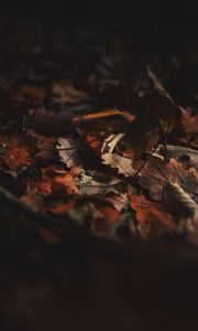 Preview wallpaper fallen leaves, leaves, autumn, dry, brown