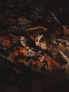 Preview wallpaper fallen leaves, leaves, autumn, dry, brown