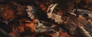Preview wallpaper fallen leaves, leaves, autumn, dry, brown