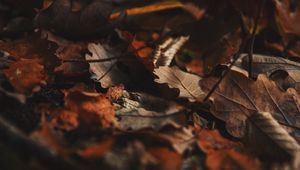 Preview wallpaper fallen leaves, leaves, autumn, dry, brown