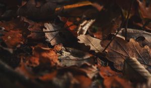 Preview wallpaper fallen leaves, leaves, autumn, dry, brown