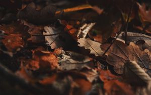 Preview wallpaper fallen leaves, leaves, autumn, dry, brown