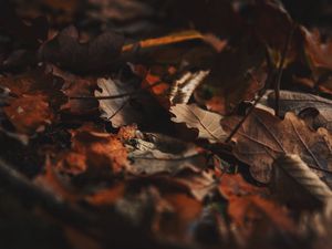 Preview wallpaper fallen leaves, leaves, autumn, dry, brown