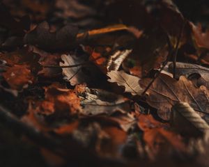 Preview wallpaper fallen leaves, leaves, autumn, dry, brown