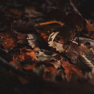 Preview wallpaper fallen leaves, leaves, autumn, dry, brown