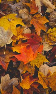 Preview wallpaper fallen leaves, leaves, autumn, yellow, brown