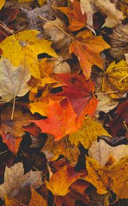 Preview wallpaper fallen leaves, leaves, autumn, yellow, brown