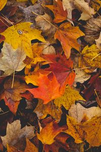 Preview wallpaper fallen leaves, leaves, autumn, yellow, brown