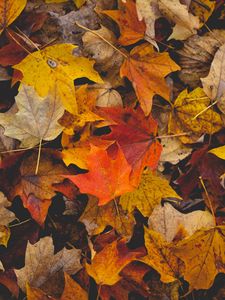 Preview wallpaper fallen leaves, leaves, autumn, yellow, brown