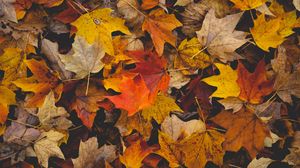 Preview wallpaper fallen leaves, leaves, autumn, yellow, brown