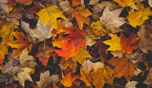 Preview wallpaper fallen leaves, leaves, autumn, yellow, brown