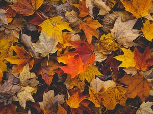 Preview wallpaper fallen leaves, leaves, autumn, yellow, brown