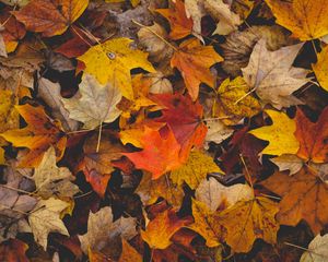 Preview wallpaper fallen leaves, leaves, autumn, yellow, brown