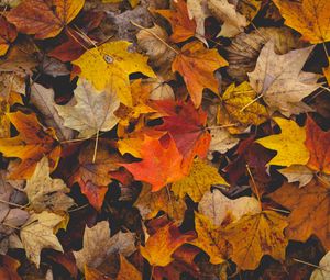 Preview wallpaper fallen leaves, leaves, autumn, yellow, brown