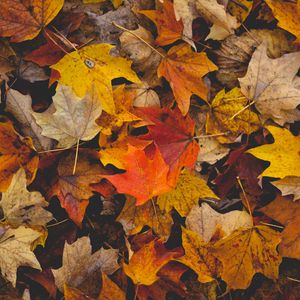 Preview wallpaper fallen leaves, leaves, autumn, yellow, brown