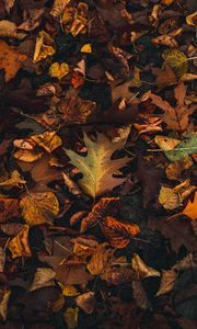 Preview wallpaper fallen leaves, leaves, autumn, brown, yellow