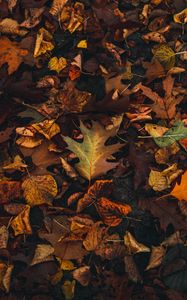 Preview wallpaper fallen leaves, leaves, autumn, brown, yellow