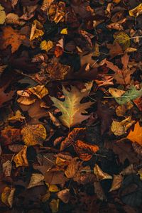 Preview wallpaper fallen leaves, leaves, autumn, brown, yellow