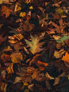 Preview wallpaper fallen leaves, leaves, autumn, brown, yellow