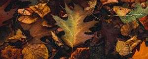 Preview wallpaper fallen leaves, leaves, autumn, brown, yellow