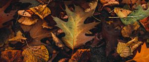 Preview wallpaper fallen leaves, leaves, autumn, brown, yellow