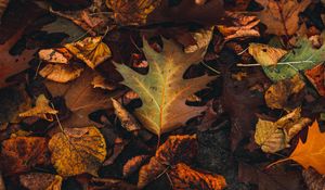 Preview wallpaper fallen leaves, leaves, autumn, brown, yellow