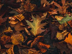 Preview wallpaper fallen leaves, leaves, autumn, brown, yellow