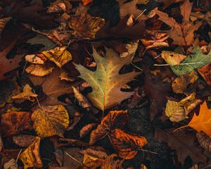 Preview wallpaper fallen leaves, leaves, autumn, brown, yellow