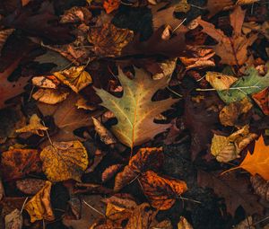 Preview wallpaper fallen leaves, leaves, autumn, brown, yellow