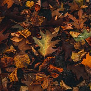 Preview wallpaper fallen leaves, leaves, autumn, brown, yellow
