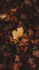 Preview wallpaper fallen leaves, leaves, autumn, brown, dry