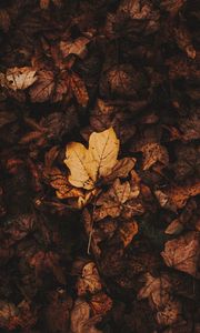 Preview wallpaper fallen leaves, leaves, autumn, brown, dry