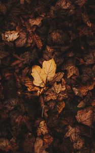 Preview wallpaper fallen leaves, leaves, autumn, brown, dry