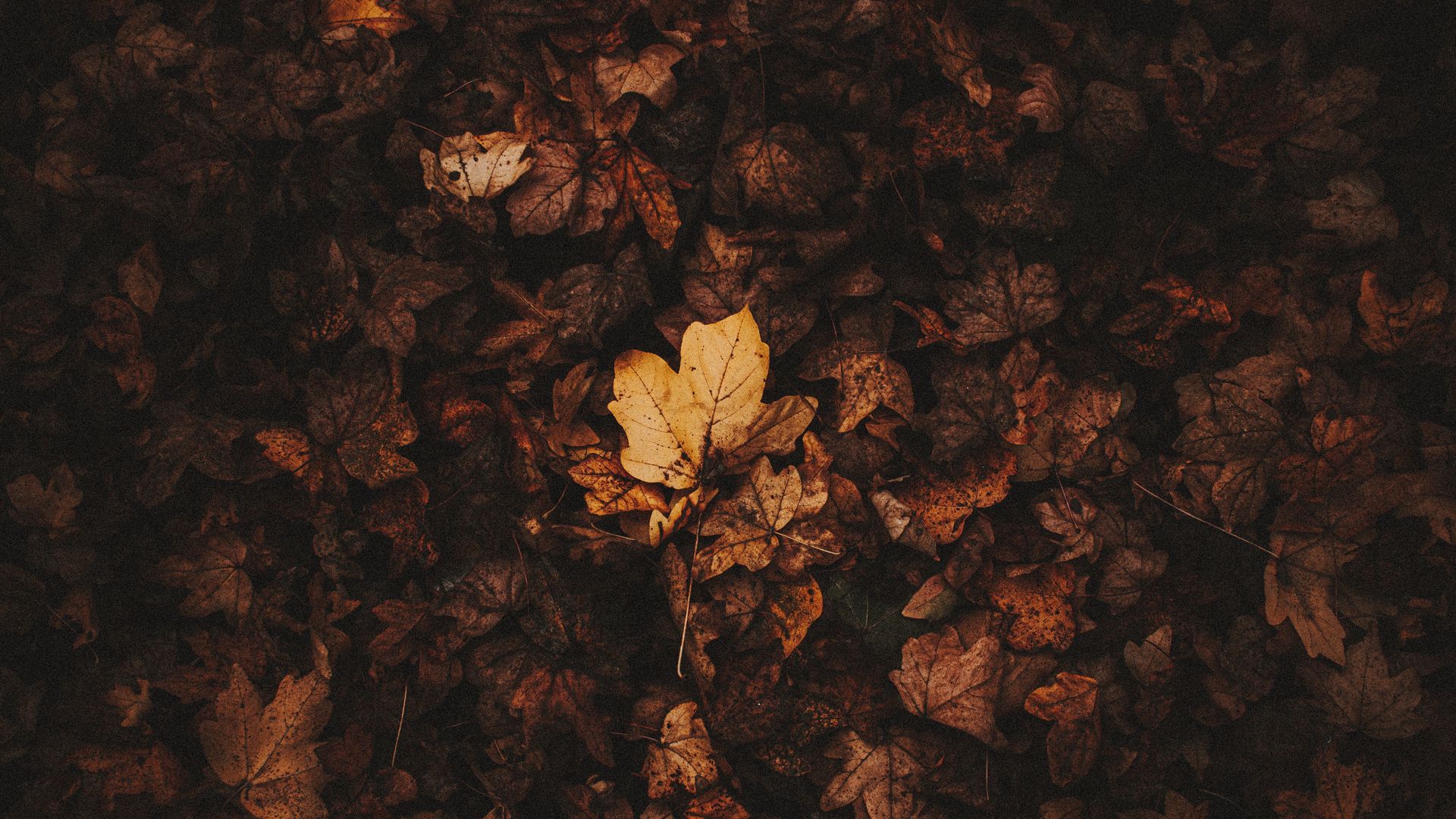 Download wallpaper 1920x1080 fallen leaves, leaves, autumn, brown, dry ...