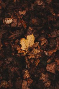 Preview wallpaper fallen leaves, leaves, autumn, brown, dry