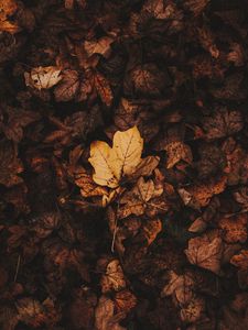 Preview wallpaper fallen leaves, leaves, autumn, brown, dry