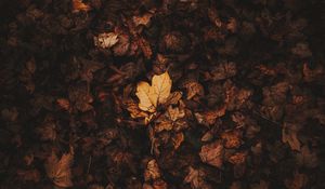 Preview wallpaper fallen leaves, leaves, autumn, brown, dry