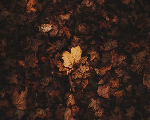 Preview wallpaper fallen leaves, leaves, autumn, brown, dry