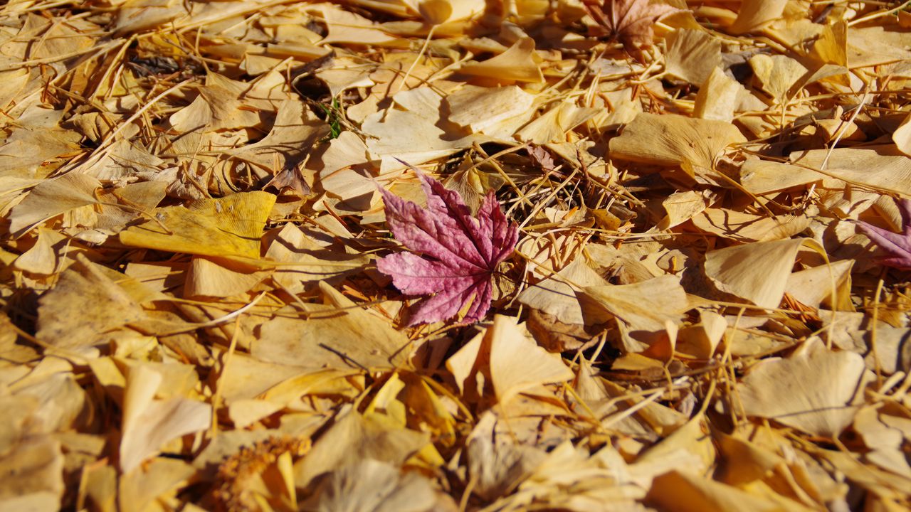 Wallpaper fallen leaves, leaves, autumn, macro hd, picture, image