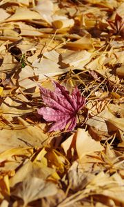 Preview wallpaper fallen leaves, leaves, autumn, macro