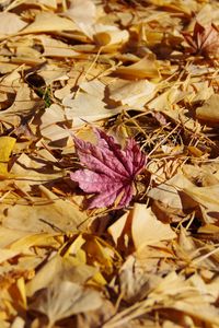 Preview wallpaper fallen leaves, leaves, autumn, macro