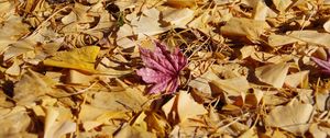 Preview wallpaper fallen leaves, leaves, autumn, macro