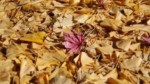 Preview wallpaper fallen leaves, leaves, autumn, macro