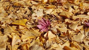 Preview wallpaper fallen leaves, leaves, autumn, macro