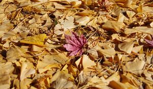 Preview wallpaper fallen leaves, leaves, autumn, macro